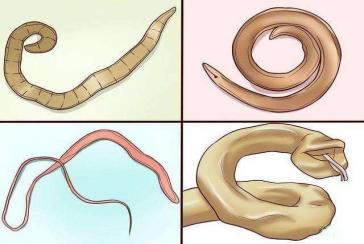 铲屎官能把弓形虫带回家吗,铲屎官弓形虫