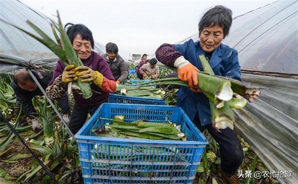 种植什么效益快收入高 (露天种植亩收入过万的种植项目)