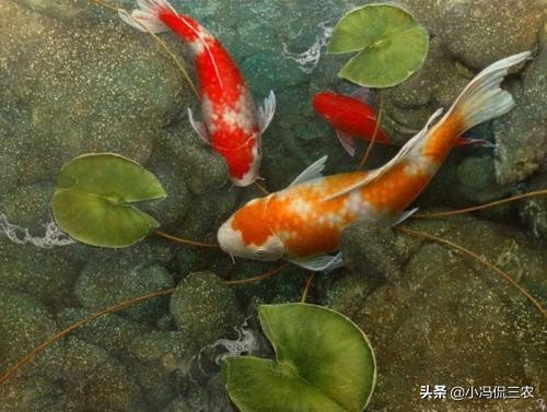 如何养好锦鲤初学者,锦鲤日常饲养及疾病预防