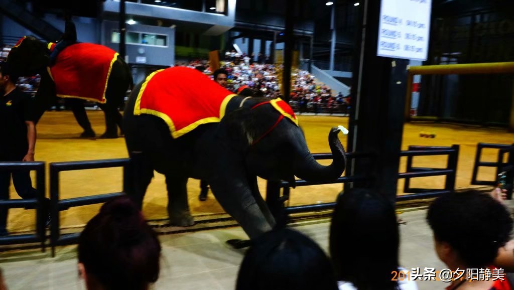 泰国芭提雅东芭乐园视频,芭提雅东芭乐园游玩攻略