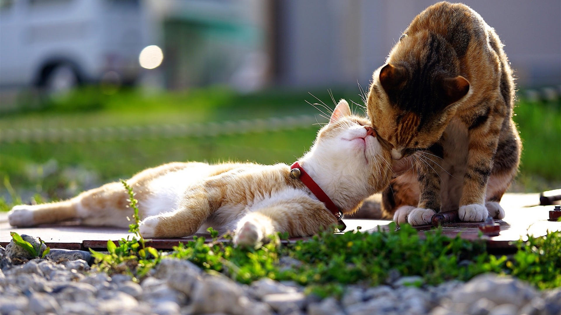 崩溃！猫咪吃「小强」会有危险吗？注意别做一件事