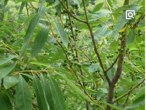 整合——28种青草药,赶快收藏备用!