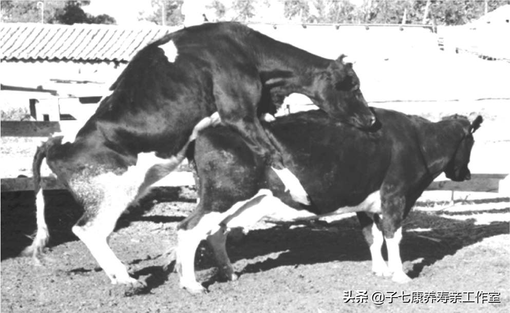 母牛发情古怪多勤观细察不漏配适时配种保胎率