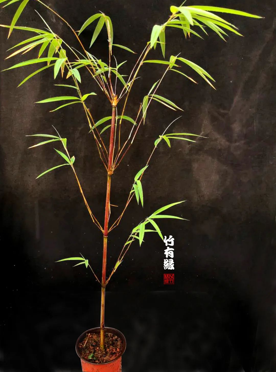 观赏竹怎么养护种植,养竹用什么营养液