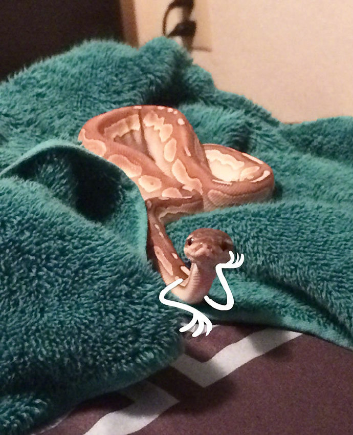 给蛇画背景,给蛇画成了神龙