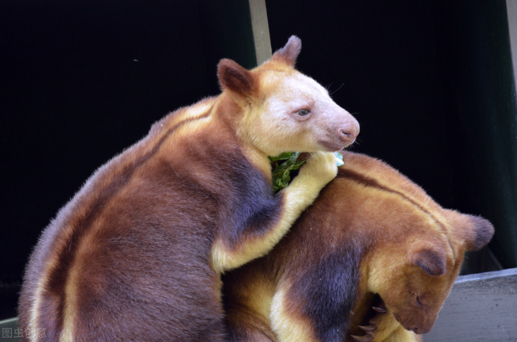 袋鼠会爬树么,袋鼠为什么在桉树上