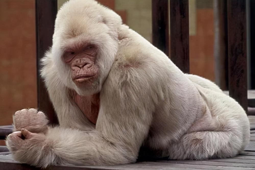 美国发现7条绝迹白化鳄鱼，还没来得及高兴，就被偷盗者偷走卖了