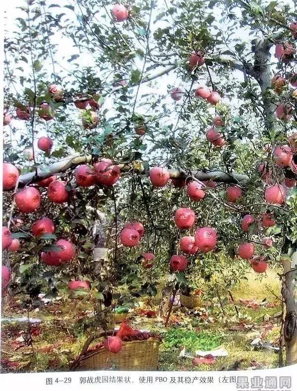 5年红富士苹果树冬季修剪技术,苹果树的冬季修剪技术视频