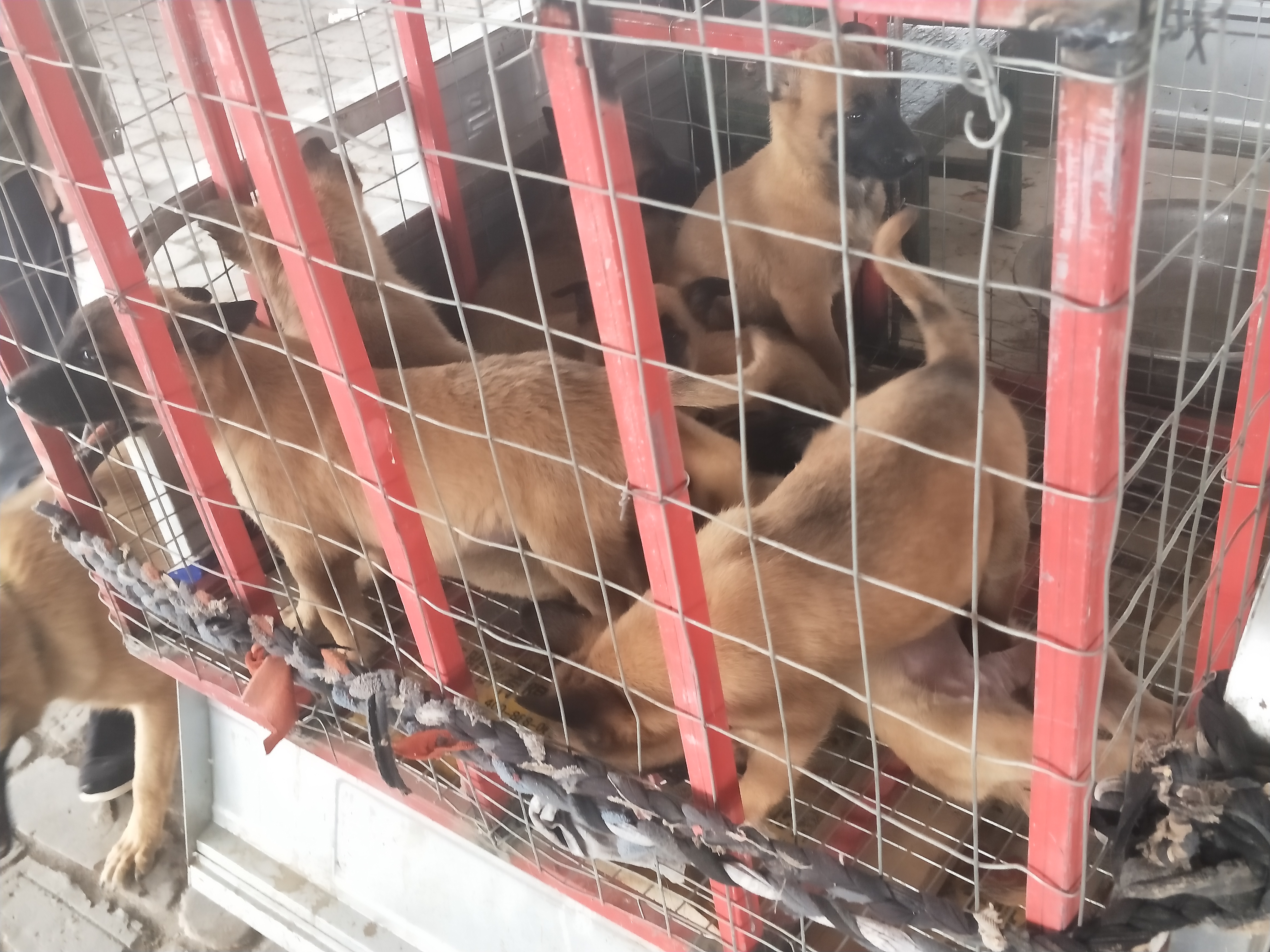 开封四大狗市排名,四种公认最好的狗市