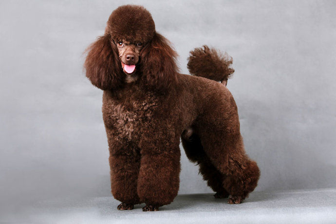 狗狗疥螨皮肤病用什么药,狗狗皮肤病用什么药泡澡