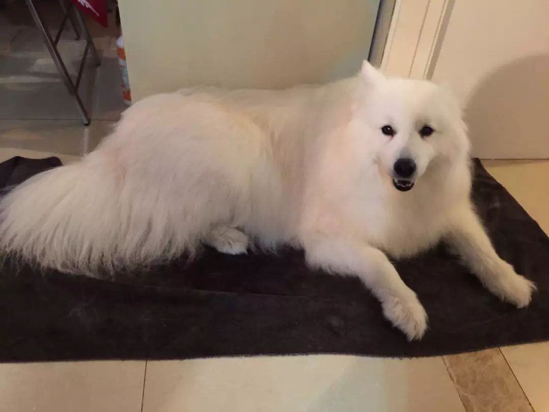 辟谣，爱宠泪痕重并非纯粹食物原因，主人需对症治疗五种特殊情况