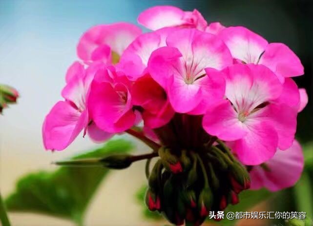 摩羯座注定纠缠一生的星座,摩羯座一生最爱的两个星座