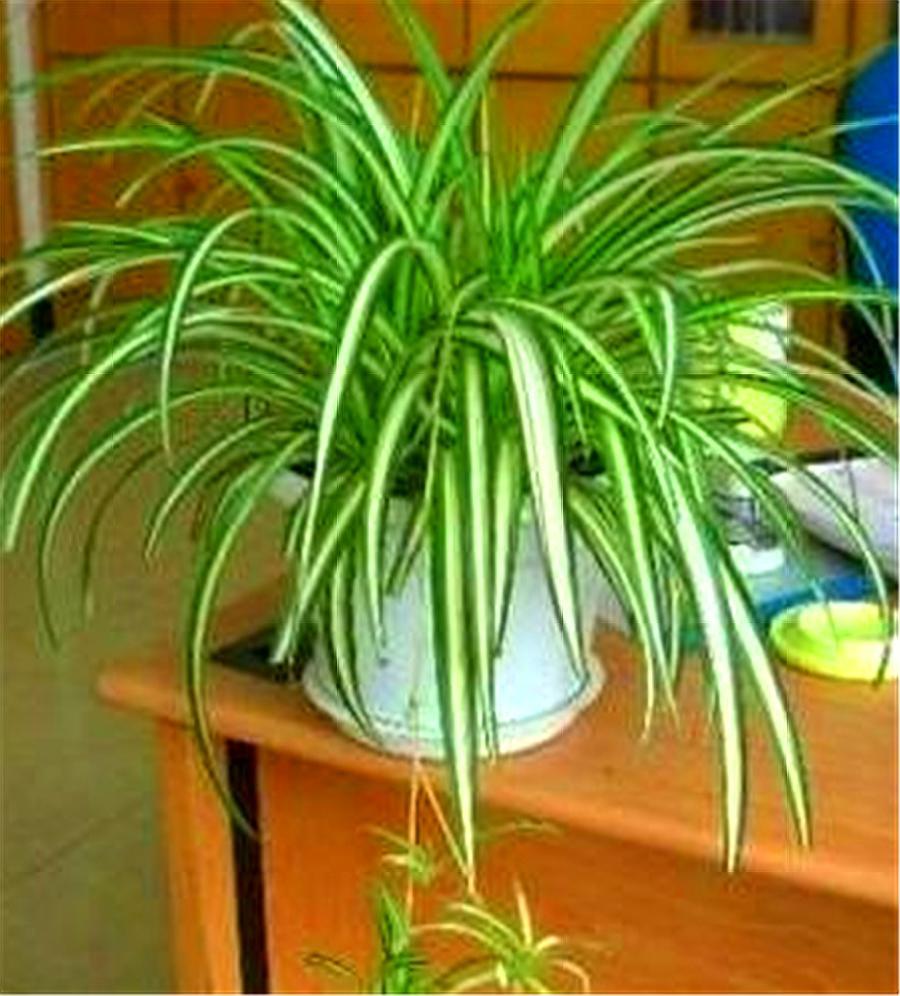 家里养什么大绿植最好养又招财,最适合在客厅养的易存活绿植