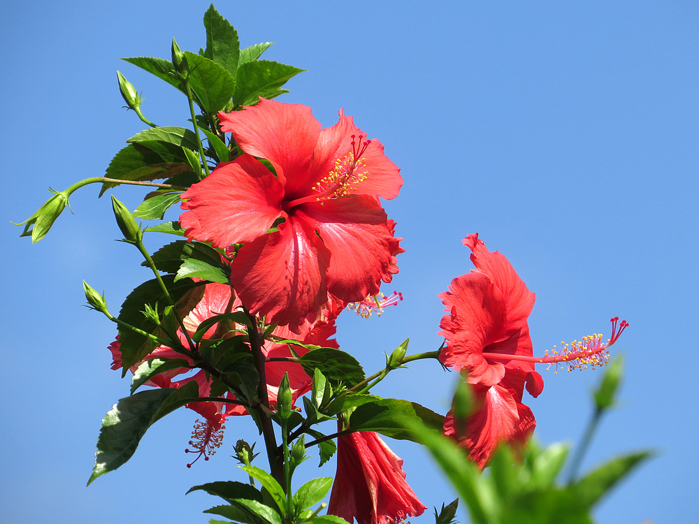 养花也要经历九九八十一难,养花的苦恼有哪些