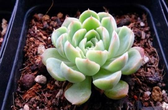 夏养多肉冰梅容易黑腐化水?盆栽往3方面下功夫,看着仙气飘飘