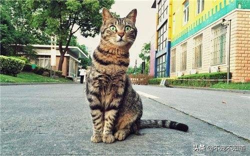 猫咪吃了驱虫没有食欲,猫咪吃了驱虫药没有排出虫子