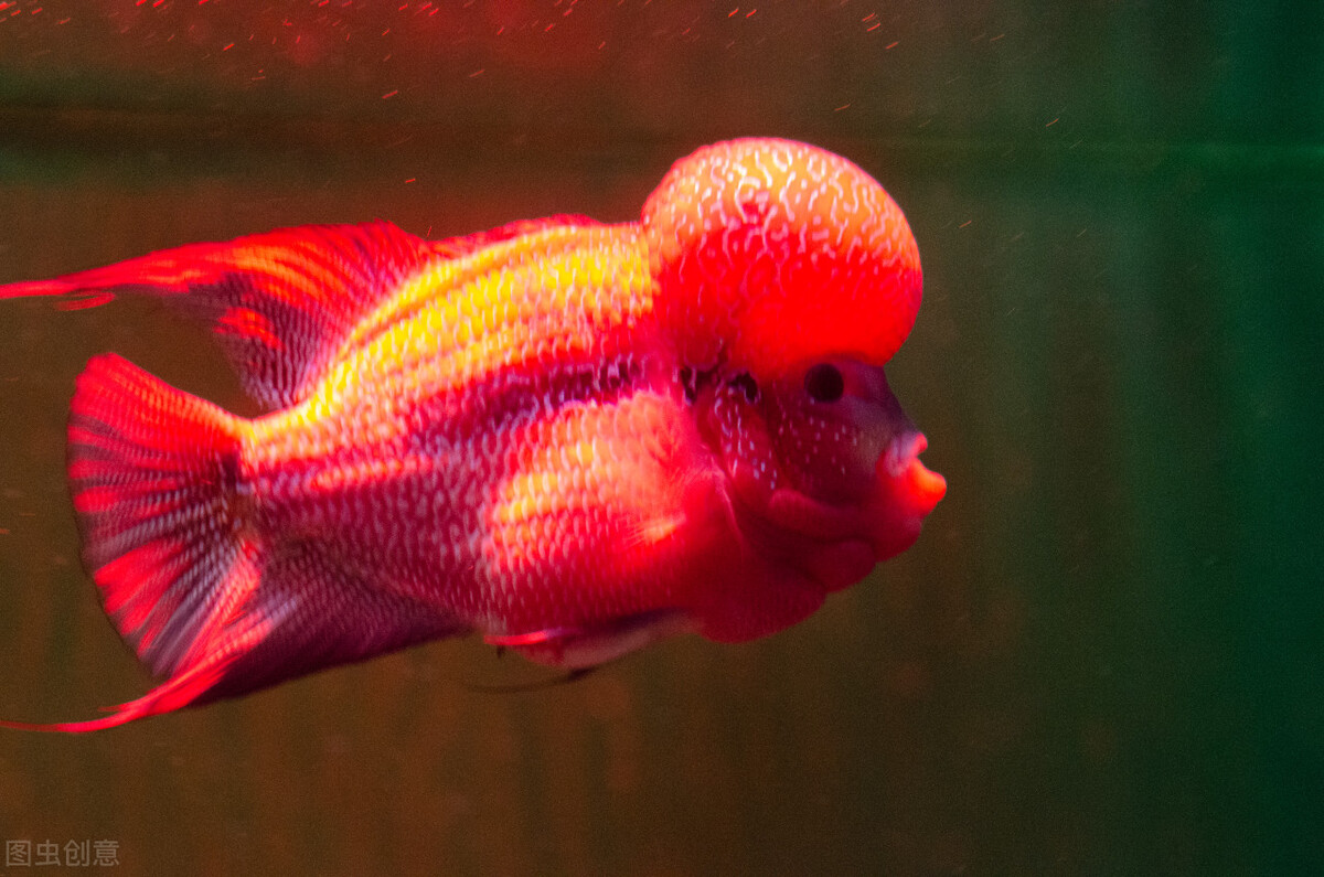 罗汉鱼成长的几个阶段,罗汉鱼火凤凰成长的各个阶段