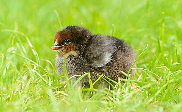 鸡过料为什么那么难治,鸡过料的原因及危害