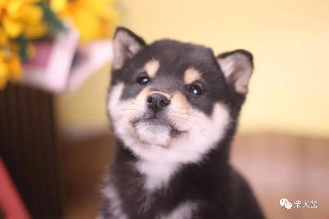 粉丝让帮忙挑一只倔强的柴犬,我家的柴犬怎么比较粘人啊