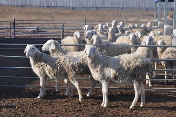 养殖致富好项目有哪些名称,有什么农村养殖致富小项目