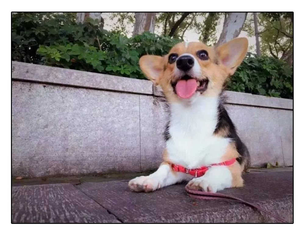 铲屎官安全注意事项,铲屎官遇到危险土狗