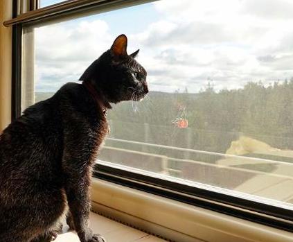 拥有“私家园林”，游遍世界各地，这些猫咪的生活太让人羡慕了吧