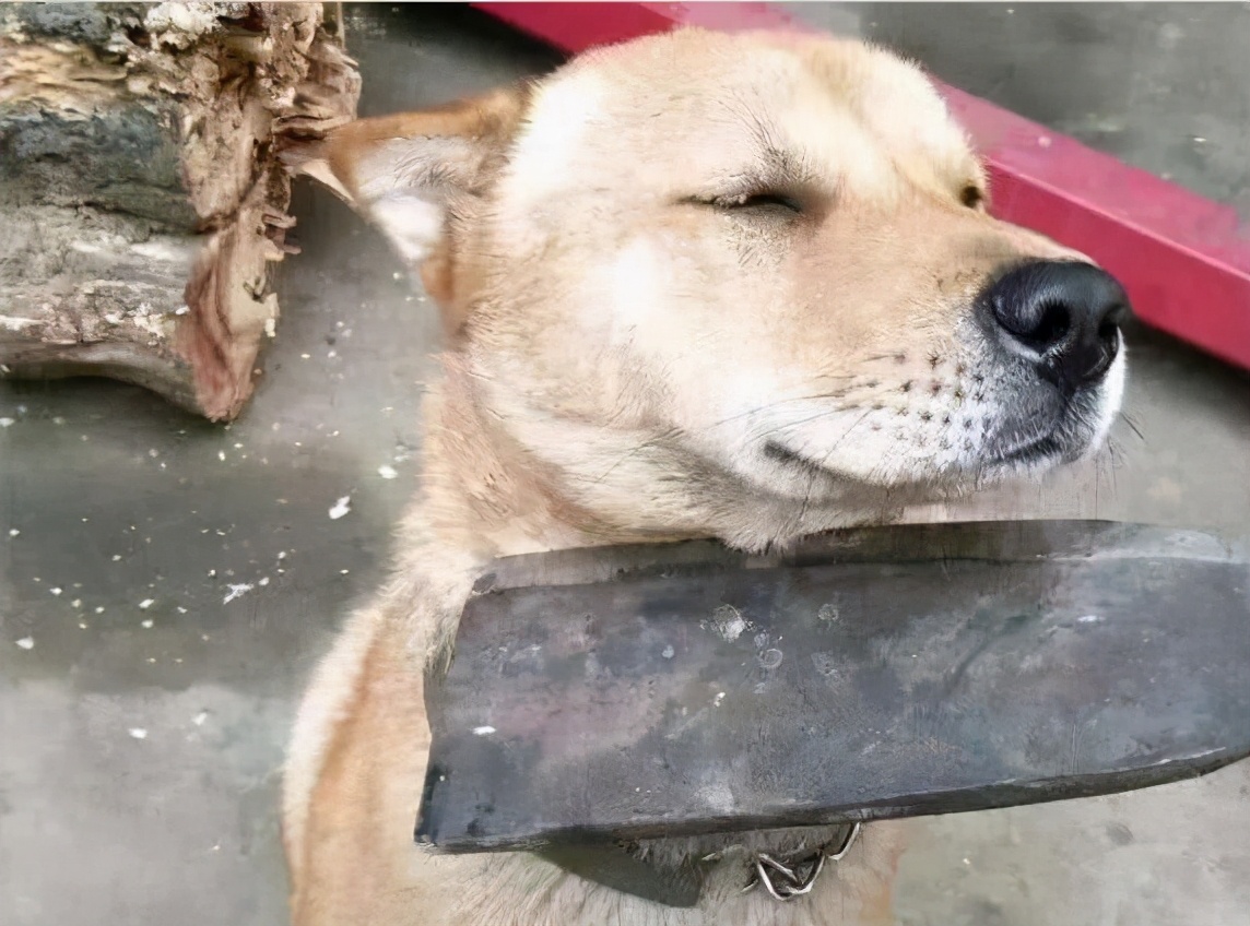 有这几种特征的狗尽量不要养,老祖宗的话狗不能喂得太饱