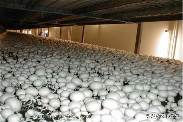 双孢菇种植技术全过程,双孢菇栽培技术视频