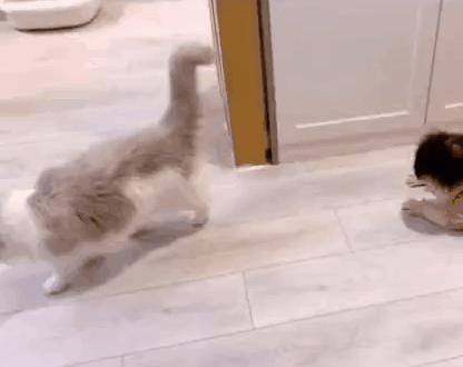 哪种猫最会带娃,什么猫带娃最好