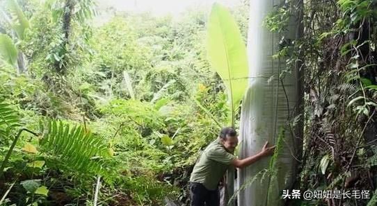 世界上最大芭蕉果的视频,世界上最大芭蕉多少斤重