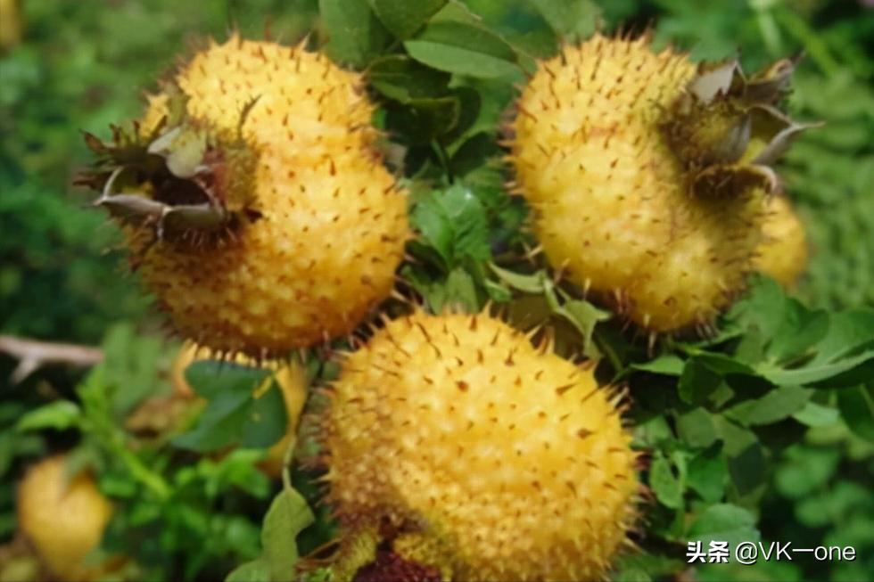 农村80后才看得懂的图和知道的经历