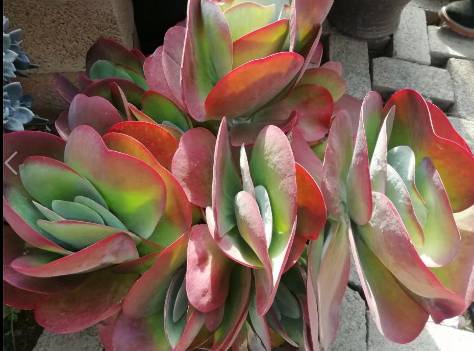 多肉养出状态来有多美?这102种多肉控养上色之后美呆了