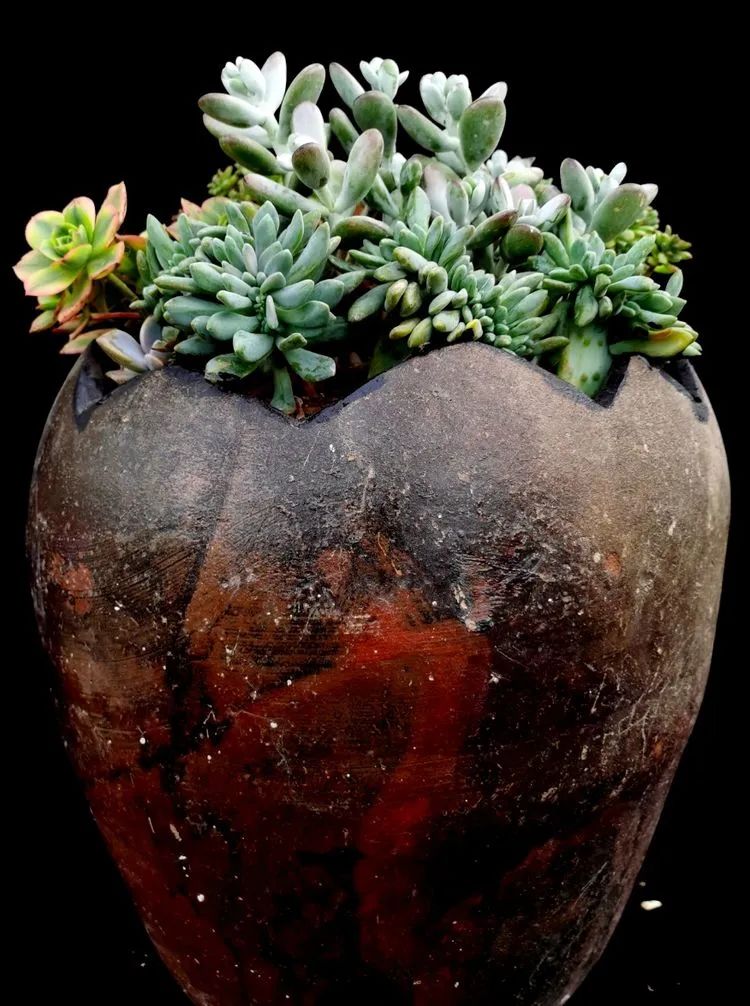 一盆仙人掌和一盆月季的故事,一个多肉的故事