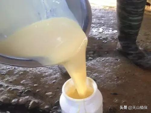 新生犊牛的最新管理技巧,犊牛护理管理