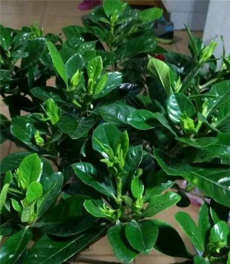 栀子花黄叶的原因及处理方法图片,栀子花几种黄叶现象