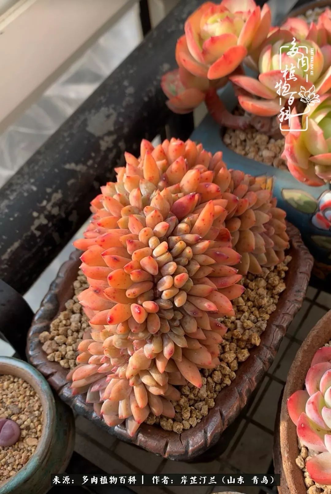 寒冷的冬季唯有多肉,冬日里的多肉宛如雪莲花