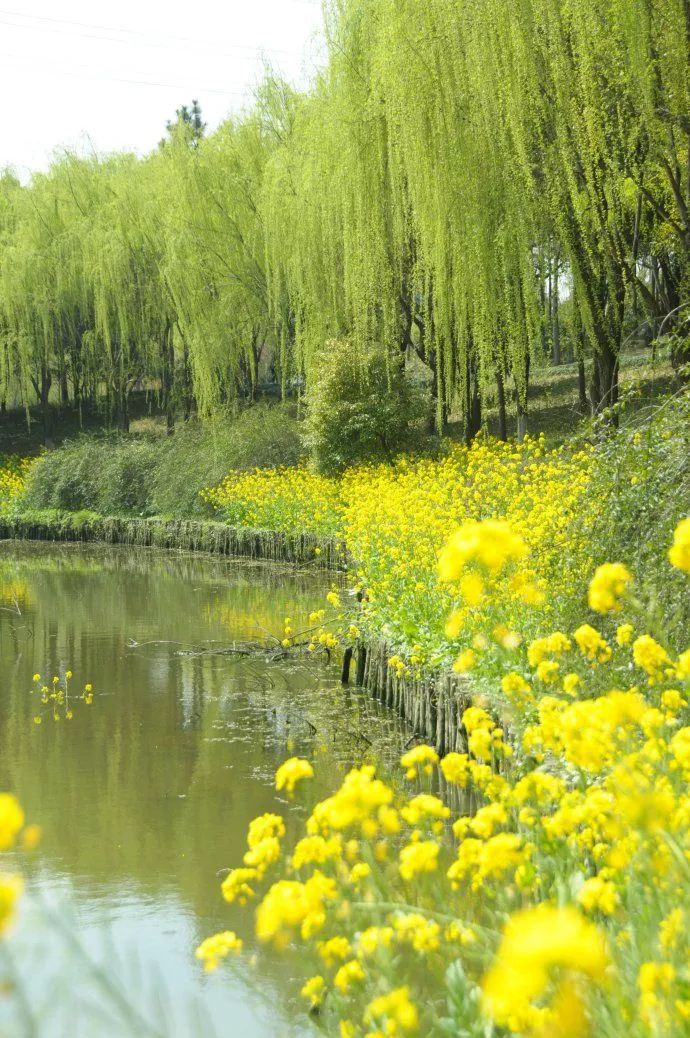 阴雨连绵久未睛,到室外寻找春天