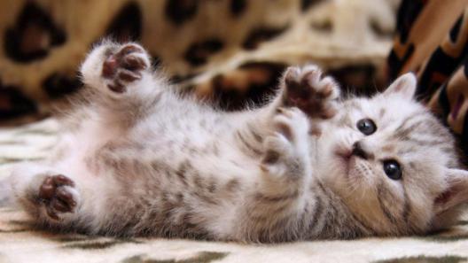 幼猫爱叫不吃奶,幼猫喜欢吃饭不喜欢吃猫粮怎么办