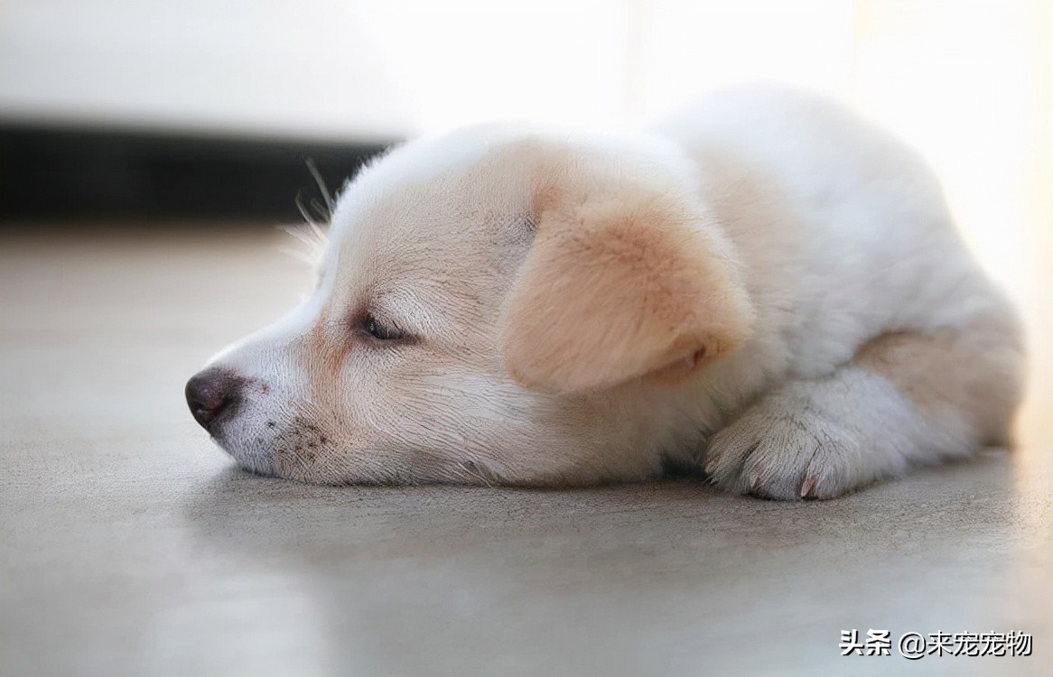 养狗狗可能会感染哪些病菌,养宠物容易得什么细菌感染的