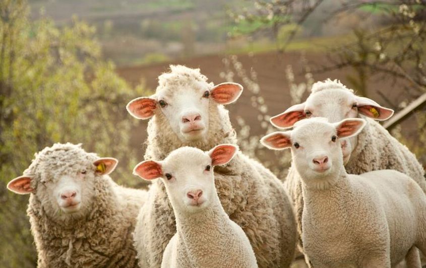 澳大利亚冷知识大全 (三分钟了解澳大利亚)