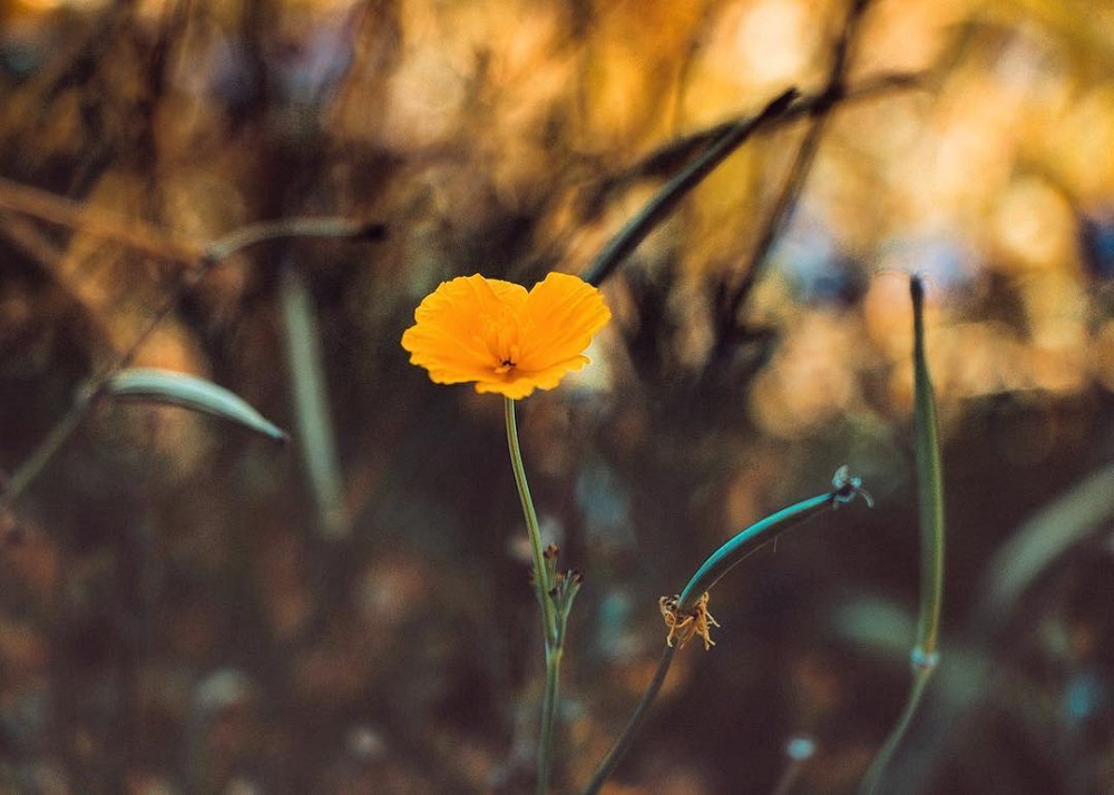 微距拍摄需要的器材,小成本视频摄影