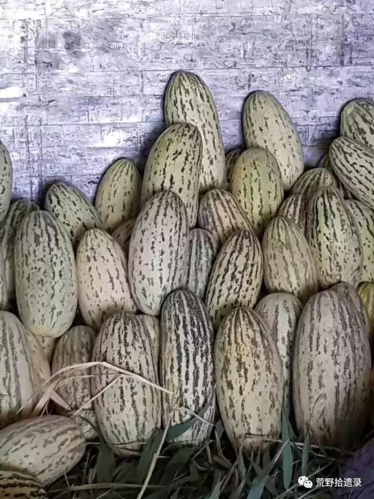 四川适合种植哈密瓜甜瓜品种,甜瓜种植技术新疆哈密瓜