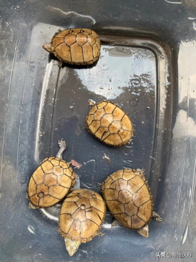 哪种乌龟不容易腐皮腐甲,乌龟腐皮腐甲烂用什么药