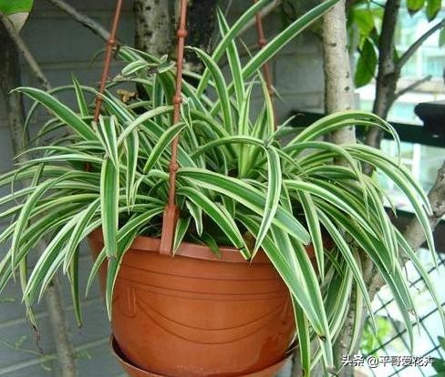 水培吊兰叶尖发黑可以剪掉吗,吊兰叶尖发黄怎么处理视频