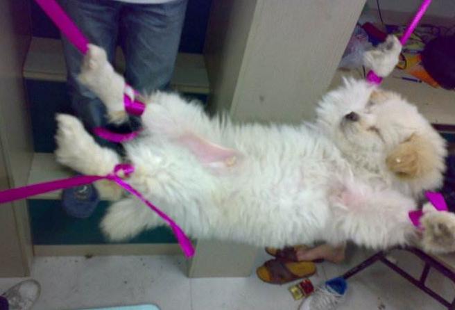 狗狗经常做什么动作对它的腿不好,狗狗最想让主人知道的八件事