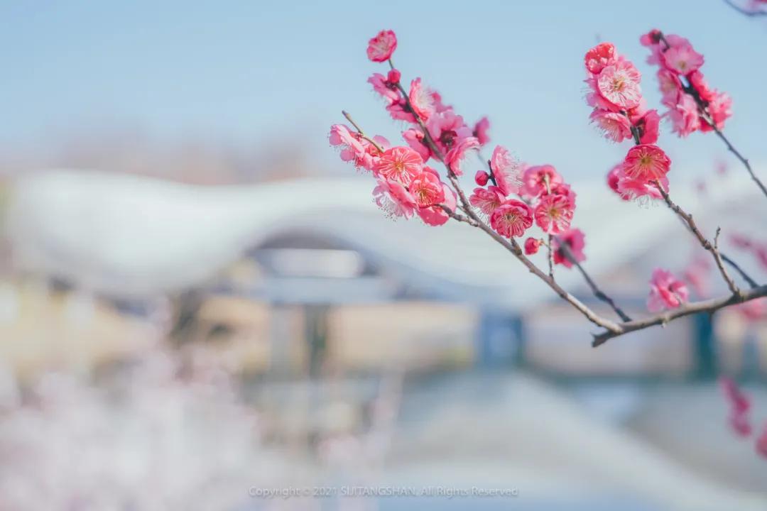 南京赏梅花的绝佳位置,南京赏梅花的最佳地方