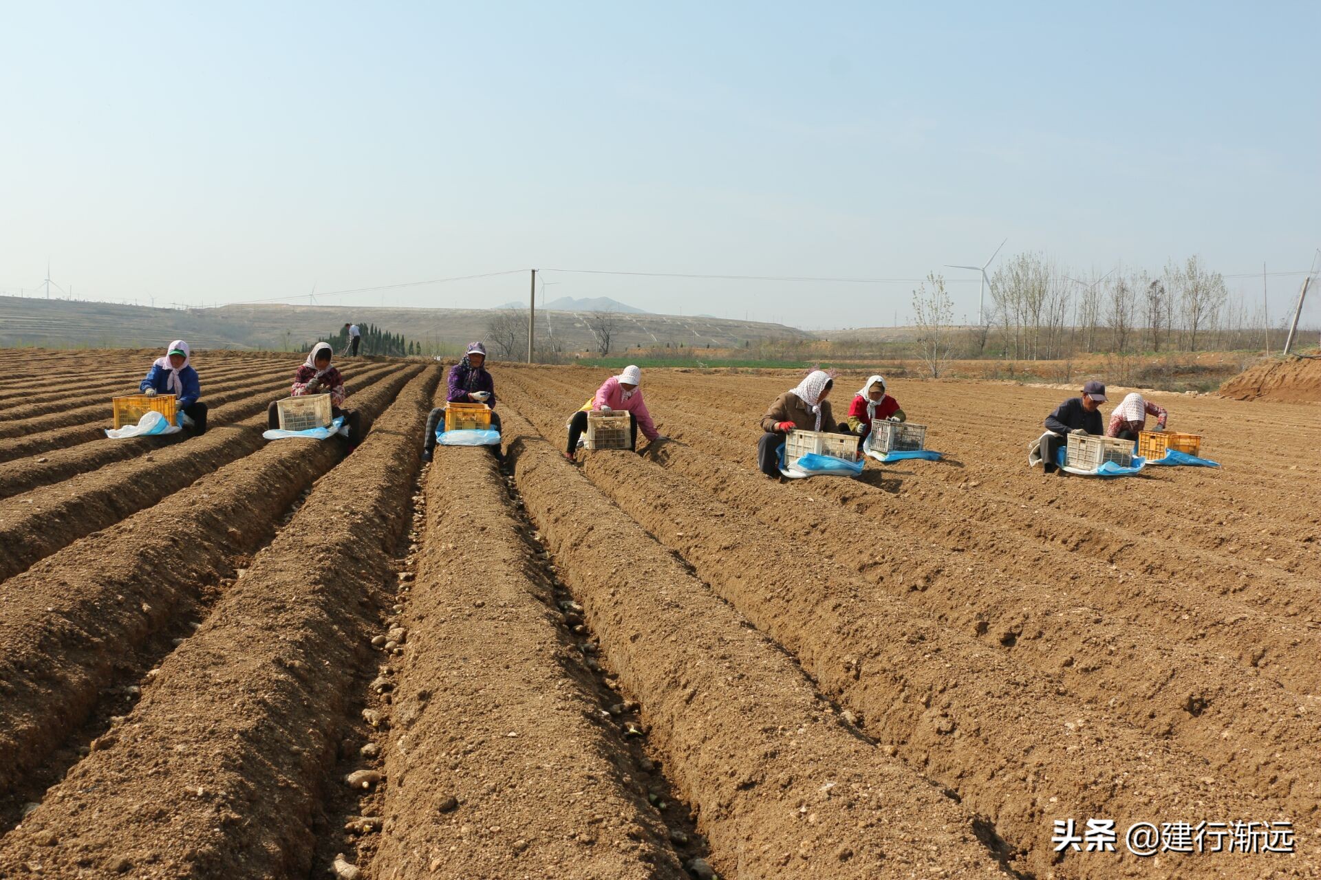 种植大姜怎么样管理才能丰产呢,大姜丰产图片