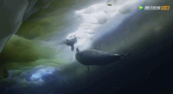 炸裂9.9，BBC再出神片，美得让人脸红