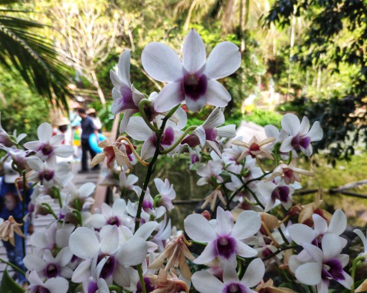 喜马拉雅山4800米高海拔珍贵植物,喜马拉雅5000米上的珍稀植物