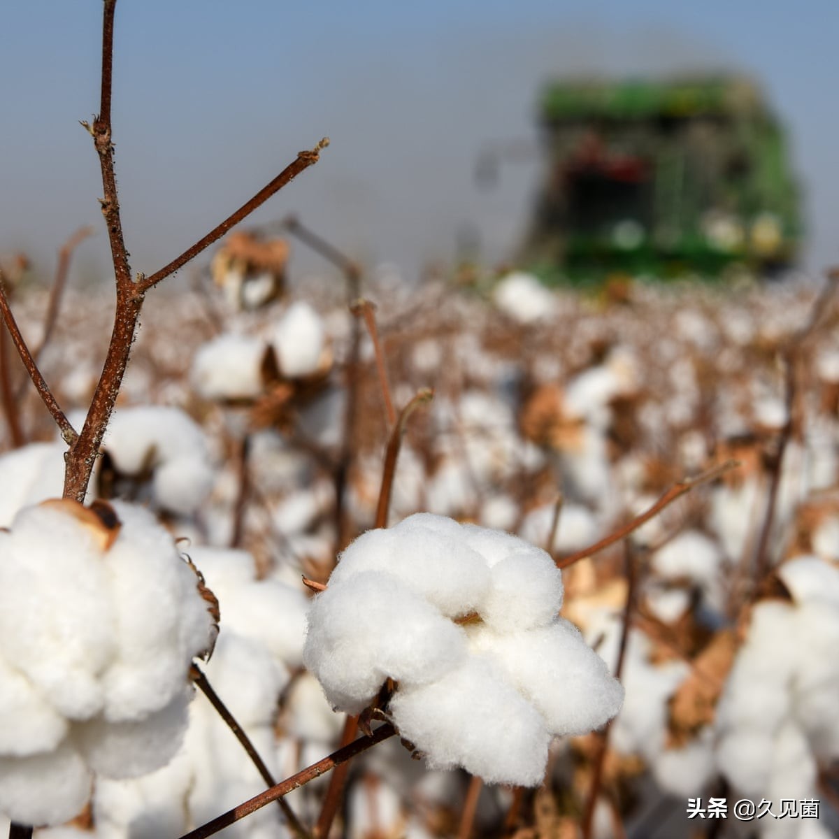 新疆新棉种植受灾情况,关于新疆棉花的发展形势及对策
